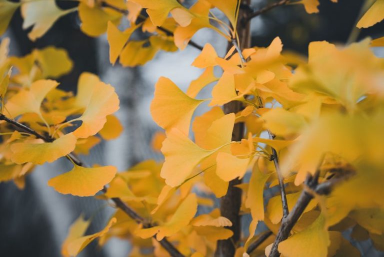 Hojas verdes en forma de abanico de ginkgo biloba sobre una rama