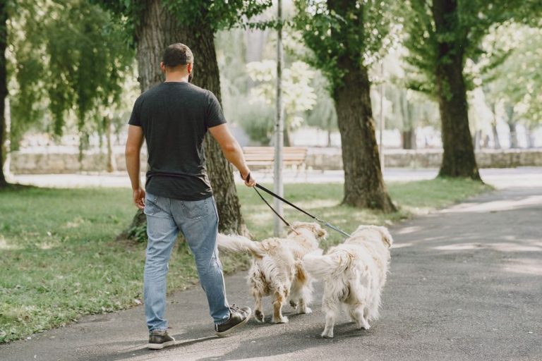 Mujer paseando perros por un camino arbolado en un parque urbano